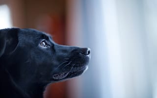 Картинка Портрет черной собаки