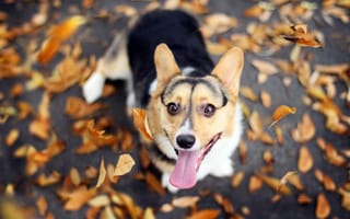 Картинка Собака и осенние листья