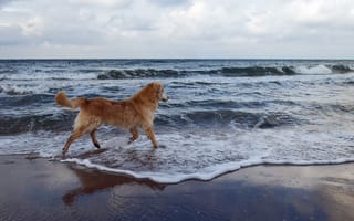 Картинка Собака на море