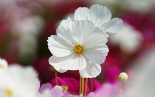 Картинка Белые цветки космеи