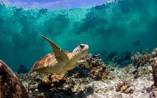 Картинка Морская черепаха под водой