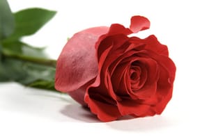 Картинка Красная роза на белом фоне