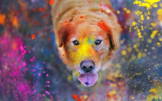 Картинка Собака в краске