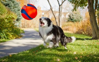 Картинка Собака играет мячом