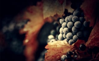 Картинка Спелый виноград