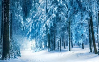 Картинка Голубой зимний лес