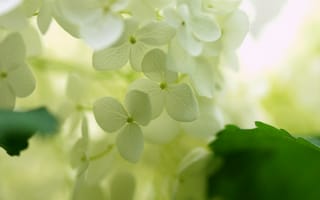Картинка Белые цветки гортензии