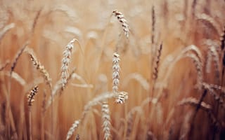 Картинка Колоски пшеницы