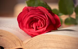 Картинка Красная роза на развороте книги