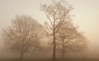 Картинка Деревья в тумане