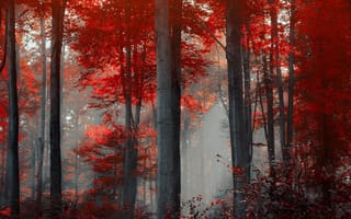 Картинка Деревья с красной листвой