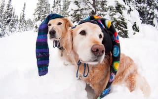 Картинка Собаки в зимних шапках