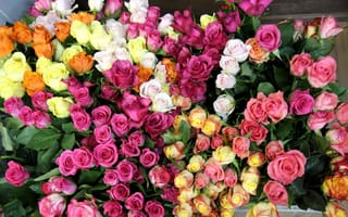 Картинка Гора разноцветных роз