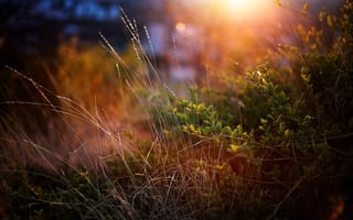 Картинка Луч солнца на траве