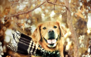 Картинка Собака золотистый ретривер