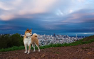Картинка Собака на фоне города