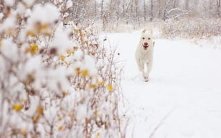 Картинка Белая собака на снегу
