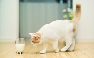 Картинка Кошка и стакан с молоком