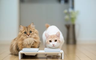 Картинка Два кота у кормушки