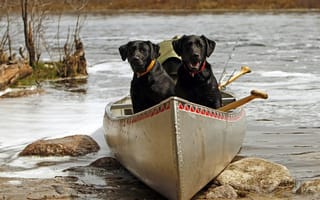 Картинка Черные собаки в лодке