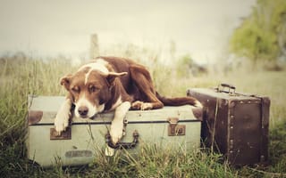 Обои Собака лежит на чемодане