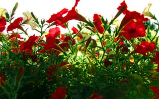 Картинка Красные цветы на зеленой траве