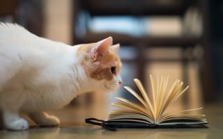 Картинка Кошка играет книгой