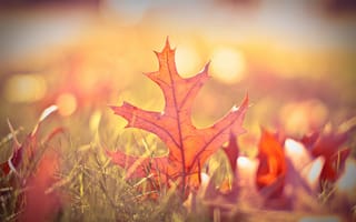 Картинка Осенний лист в траве