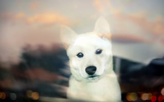 Картинка Щенок белой собаки