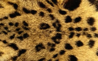 Картинка Мех леопарда