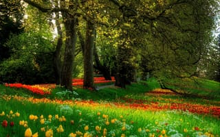 Картинка Цветочная поляна в парке