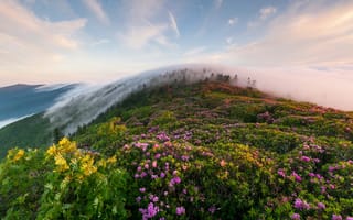 Картинка утро, цветы, горы, туман, трава