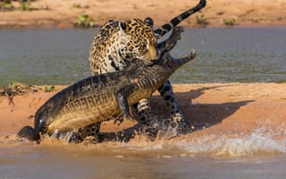 Картинка Борьба ягуара и крокодила