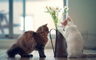 Картинка Котята изучают цветок