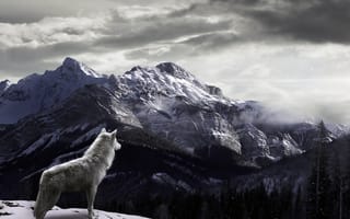 Обои Волк в горах