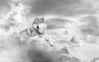 Обои Волк на облаках