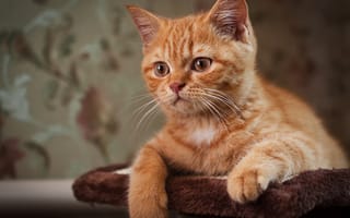 Картинка Рыжий усатый кот