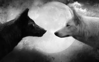 Картинка Волки на фоне луны