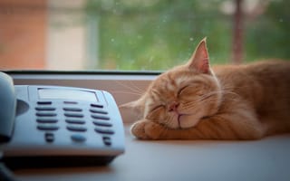 Картинка кот, рыжий, окно, спит