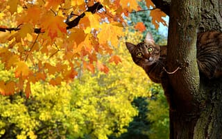 Картинка Кот сидит на дереве