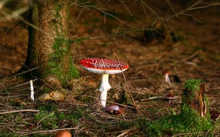 Картинка Ядовитый гриб под деревом