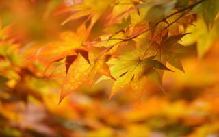 Картинка Ветка с осенними листьями