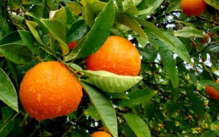 Обои Апельсины на дереве