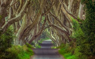 Картинка Таинственный лес, Северная Ирландия