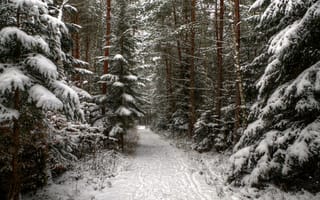 Картинка Зимний хвойный лес