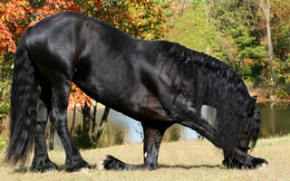 Картинка Прекрасный черный конь