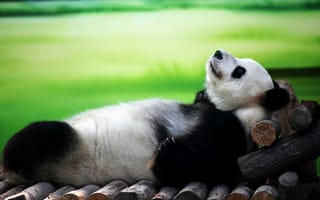 Картинка Панда лежит на спине