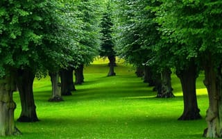 Картинка Нежно зеленый газон под деревьями в парке