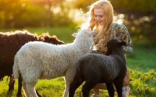 Картинка Девушка играет с овечками