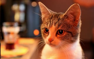 Картинка Милая домашняя кошка